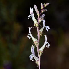 Cyphia phyteuma phyteuma