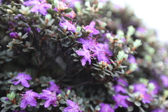 Rhododendron nitidulum