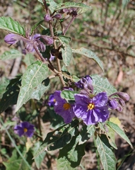 Solanum silvestre