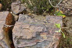 Cyphia phyteuma phyteuma