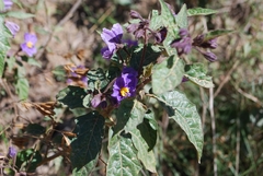 Solanum silvestre