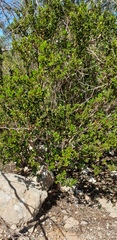 Alyxia buxifolia