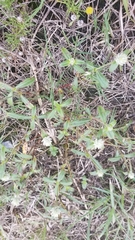 Gomphrena serrata