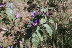 Solanum silvestre