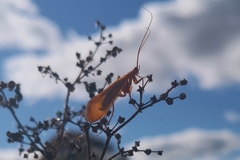 Anabolia
