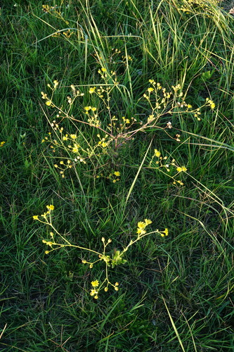 Image of Jacobaea erratica by (c) Patrick Hacker, some rights reserved (CC BY)