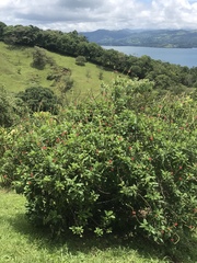 Stachytarpheta mutabilis