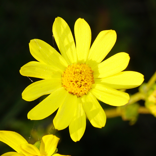 Jacobaea erratica (Jacobaea erratica)