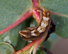 Mnesampela comarcha