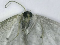 Cabera exanthemata