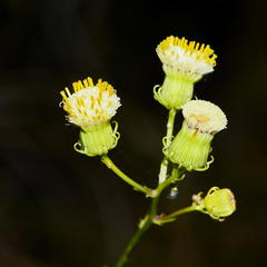 Senecio paniculatus