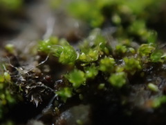 Gemmabryum