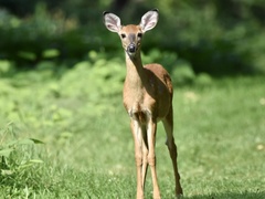 Odocoileus virginianus