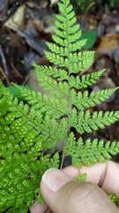 Arachniodes quadripinnata