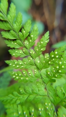 Arachniodes quadripinnata