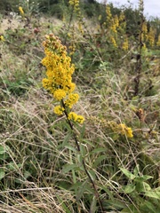 Solidago roanensis