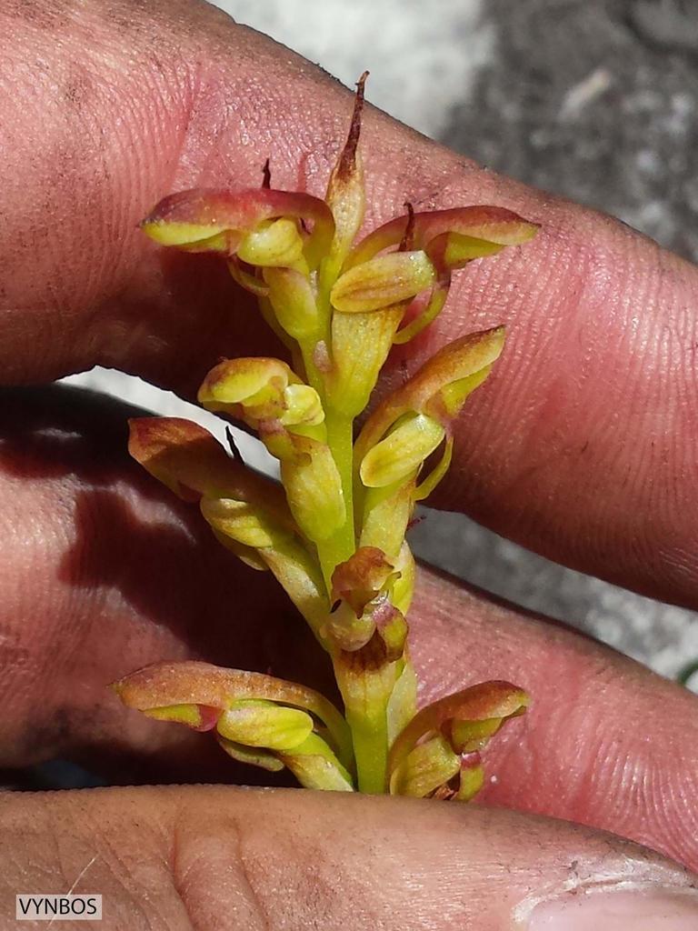 Disa reticulata