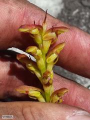 Disa reticulata