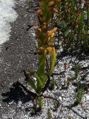 Disa reticulata