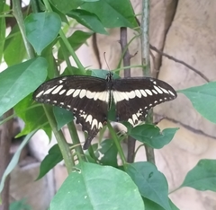 Heraclides ornythion