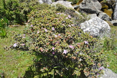 Rhododendron nivale