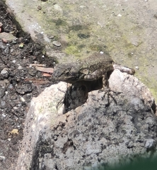 Sceloporus grammicus