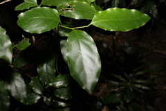 Pennantia cunninghamii