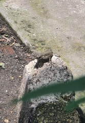 Sceloporus grammicus