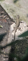 Sceloporus grammicus
