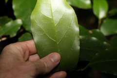 Pennantia cunninghamii