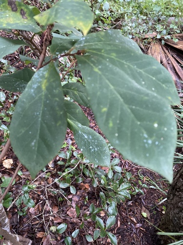 Asimina parviflora image