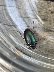 Chalcopteroides cyanopterus