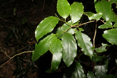 Pennantia cunninghamii