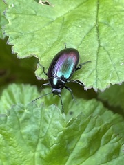 Chalcopteroides cyanopterus