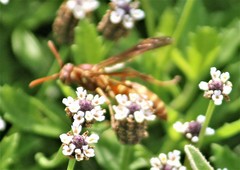 Polistes apachus