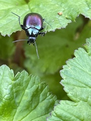 Chalcopteroides cyanopterus