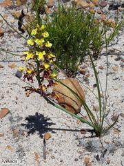 Tritoniopsis parviflora parviflora