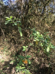 Cestrum lorentzianum