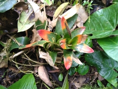Guzmania gloriosa