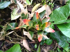 Guzmania gloriosa