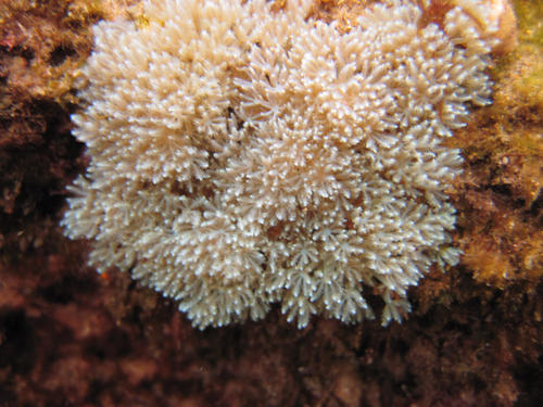 Xeniidae