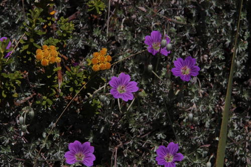 Geranium harveyi, photograph 4
