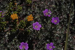 Geranium harveyi