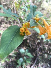 Cestrum lorentzianum