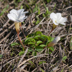 Oxalis minuta