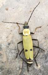 Chauliognathus misellus
