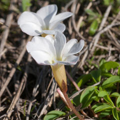 Oxalis minuta