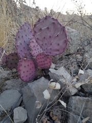 Opuntia azurea diplopurpurea