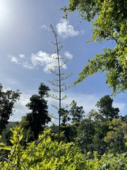 Pisonia aculeata