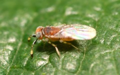 Metaphycus punctipes